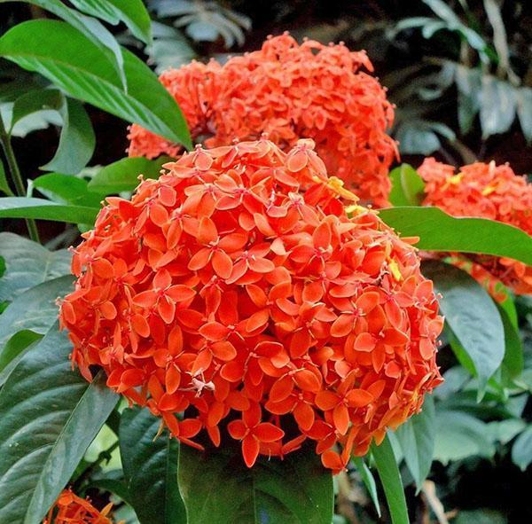 Ixora javanais