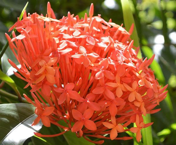 Ixora rojo brillante