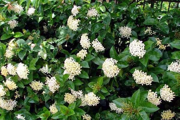 Ixora atterrissant sur le site