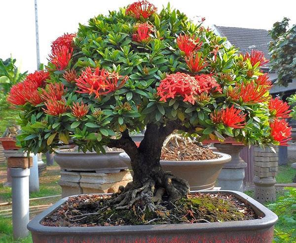 formación de bonsai de ixora