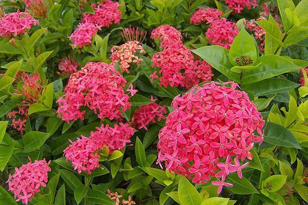 ixora en fleurs