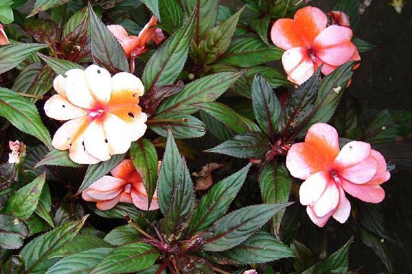 Impatiens Hawker