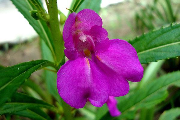 impatiens balsámico