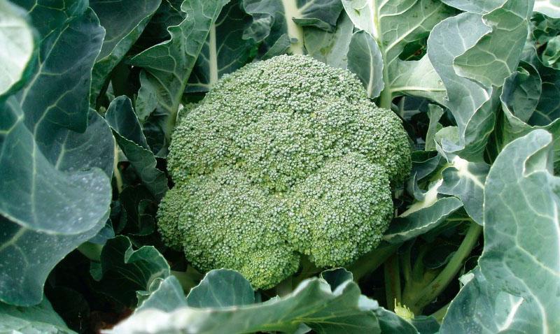 brocoli