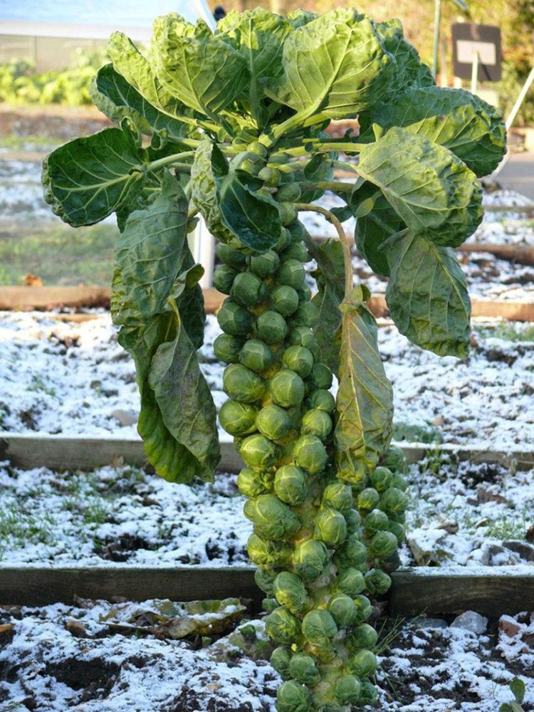 choux de Bruxelles