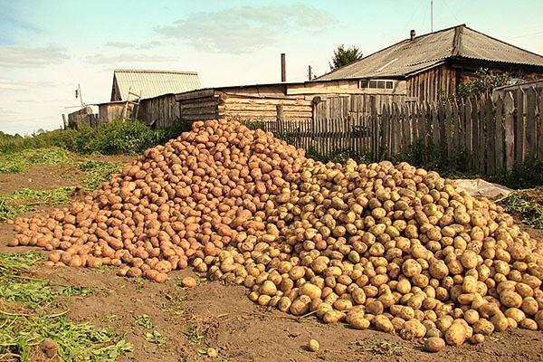Récolte de différentes variétés de pommes de terre