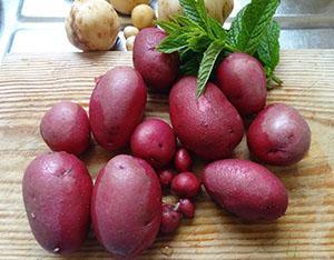 pommes de terre rouges