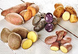 Pommes de terre multicolores