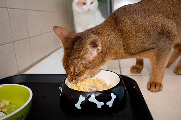 comida natural para gatos