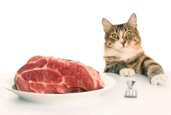 carne natural para un gato