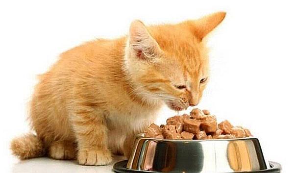 alimento liquido para gatitos