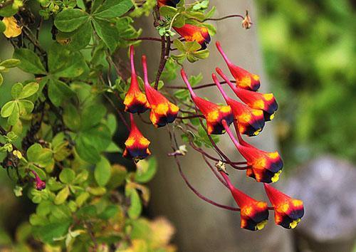 Capuchina tricolor