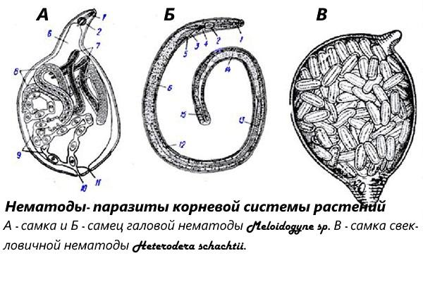 nématodes se déplaçant librement