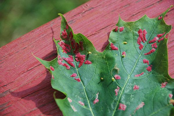 nématode des feuilles