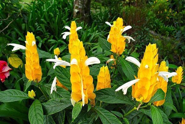 pachystachis jaune