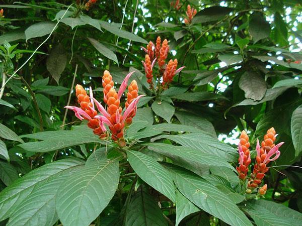 pachistachis rojo