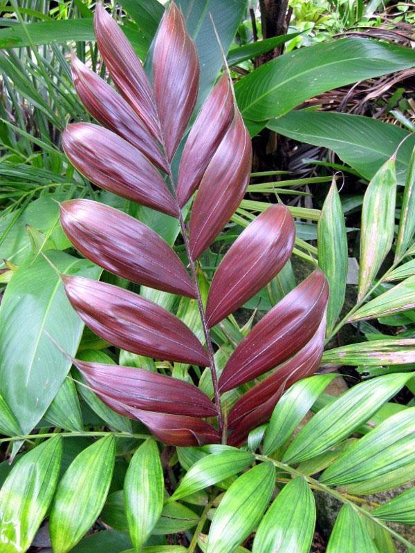 pachistachis calyptrocalis