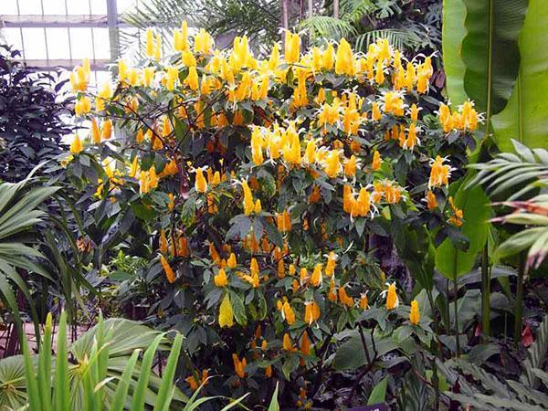 pachistachis dans la serre
