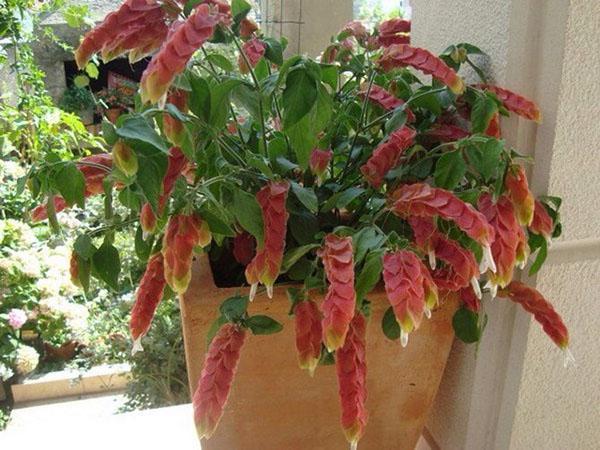 pachistachis en el alféizar de la ventana