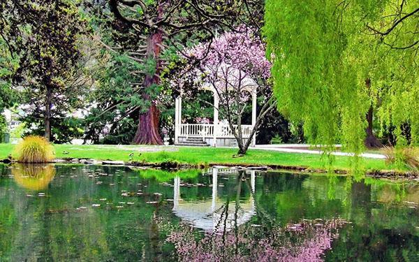 saule dans un parc près d'un réservoir