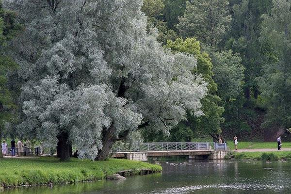 incroyable saule blanc