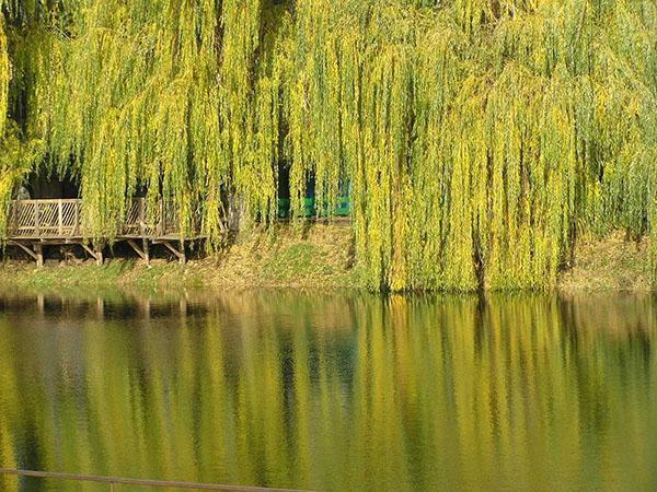 saule pleureur à l'état sauvage