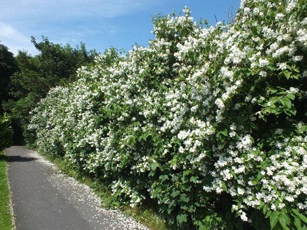 fleurs d'arbustes de haie