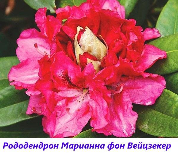 rododendro Marianne von Weizsacker