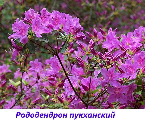 rododendro Pukhansky