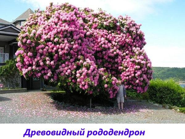 rododendro de árbol