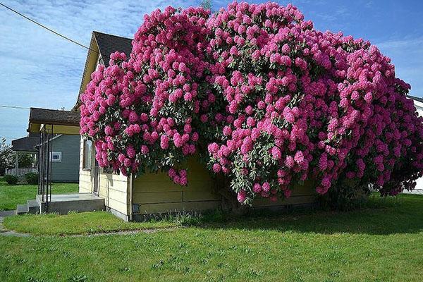 rododendro en flor