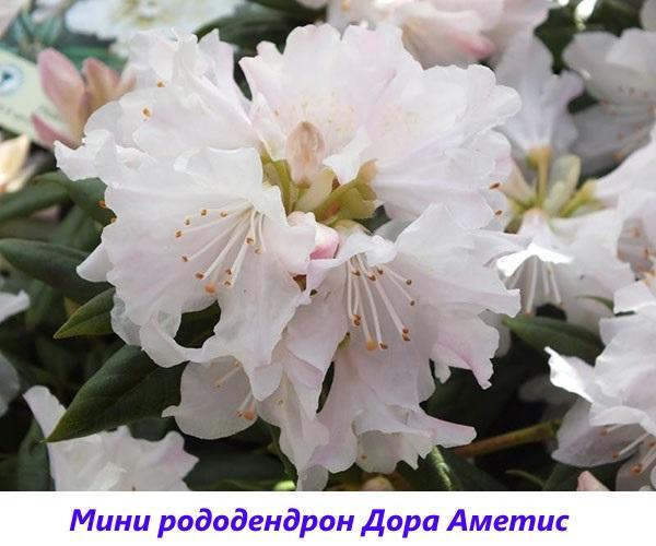 mini rododendro Dora Ametis