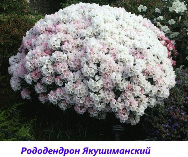 rododendro Yakushimansky
