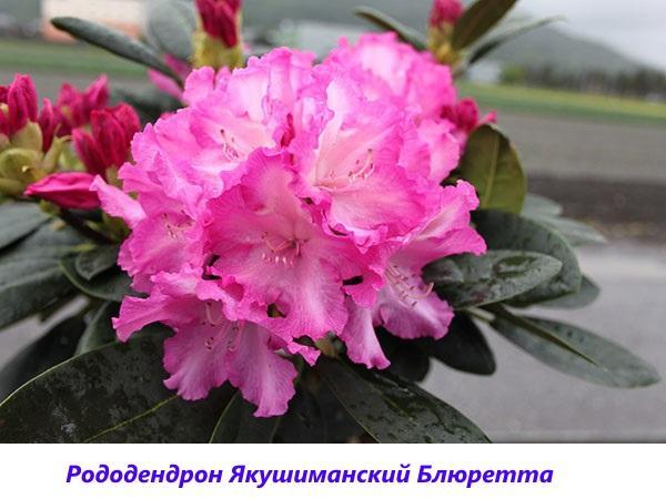 rododendro Yakushimansky Bluuretta