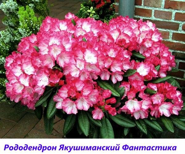 rododendro Yakushimansky Fantasía