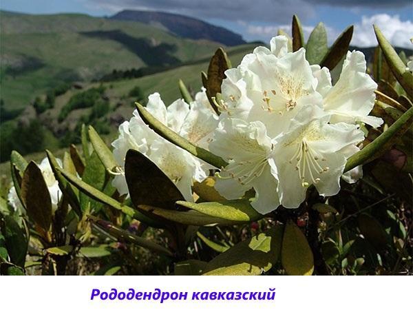 Rododendro Caucásico