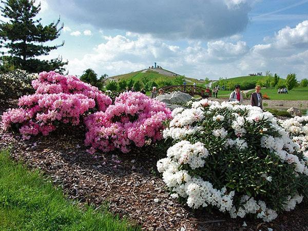 especies de rododendros