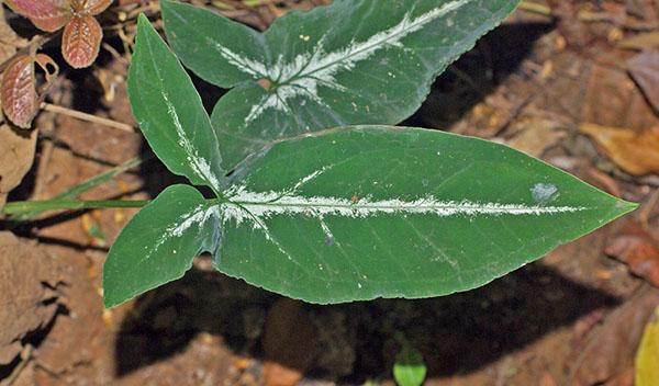 Syngonium Wendland