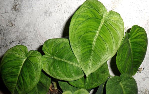 syngonium à grandes feuilles