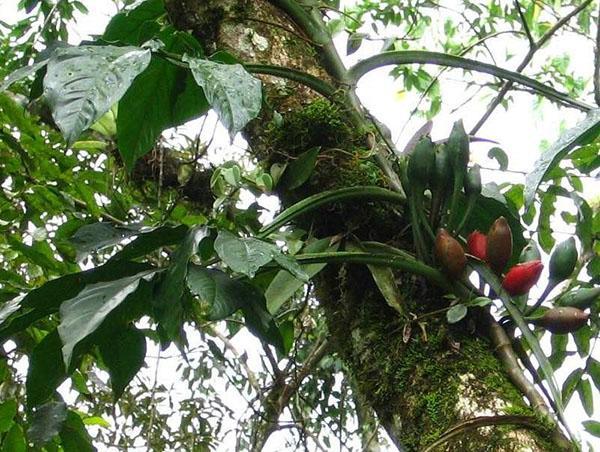 Plante Syngonium macrophyllum dans la nature