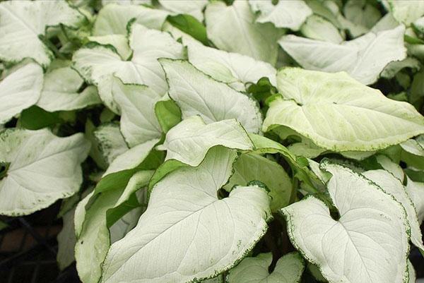 Nephthytis à feuilles de Syngonium