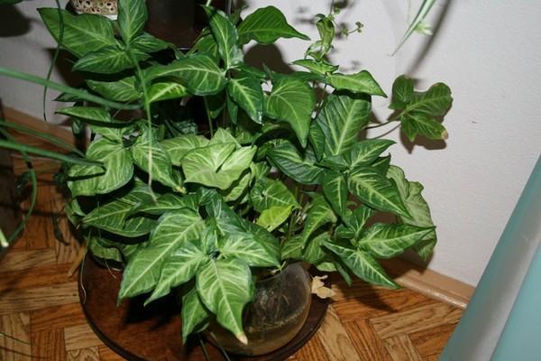 syngonium à l'intérieur