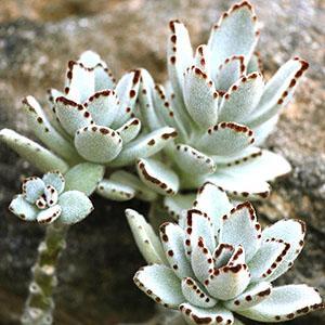 Feutre Kalanchoe