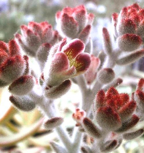 Feutre Kalanchoe fleuri