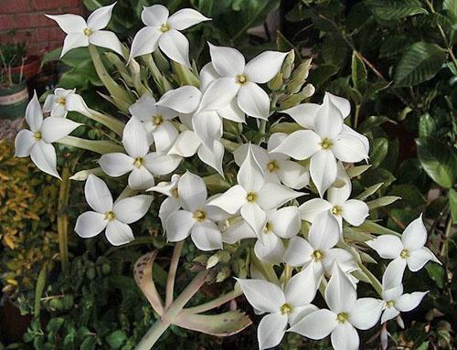 Flores de mármol Kalanchoe