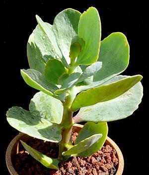 Kalanchoe de flores grandes