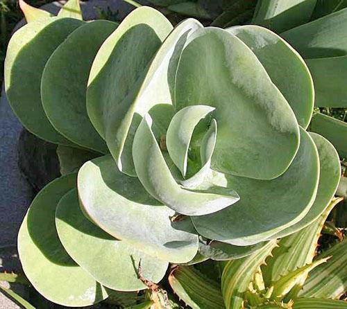 Kalanchoe à fleurs paniculées