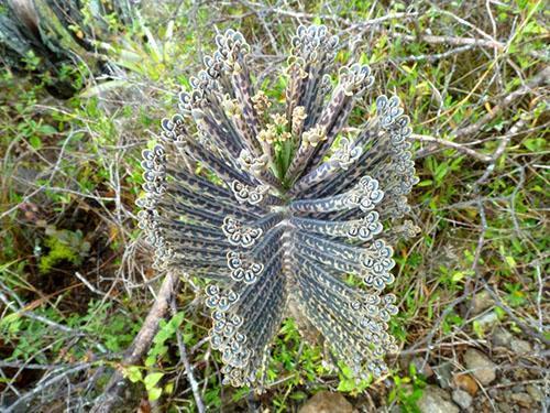 tubule de Kalanchoe