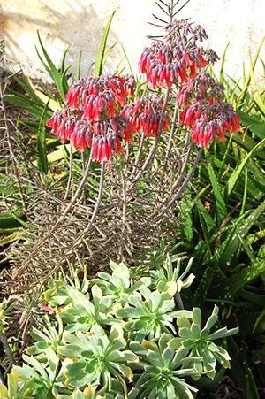 Inflorescences de Kalanchoe tubulaire