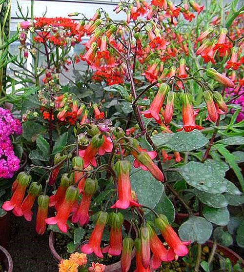 Kalanchoe Mangina